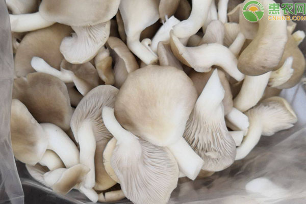 秀珍菇产地在哪里和平菇有什么区别