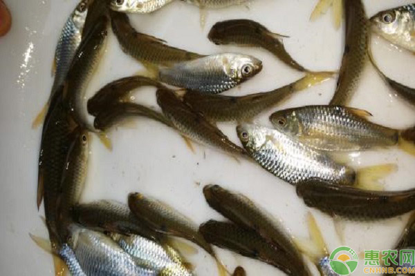 饵料鱼价格一般是多少钱？有哪些种类？